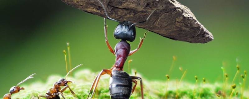 蚂蚁的特征 蚂蚁的特征以及全部资料