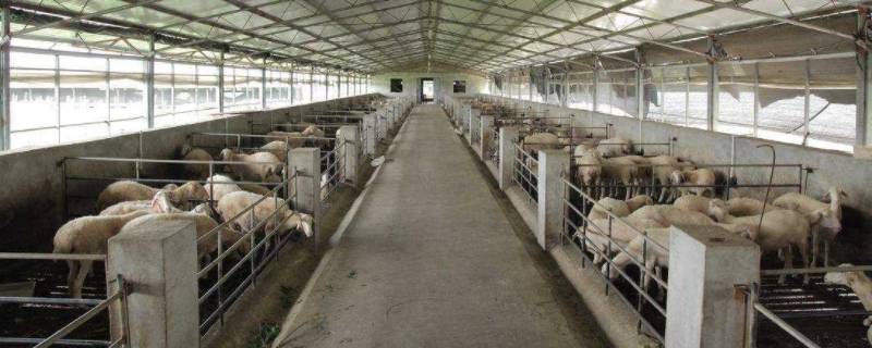 羊的家叫什么（喜羊羊的家叫什么）