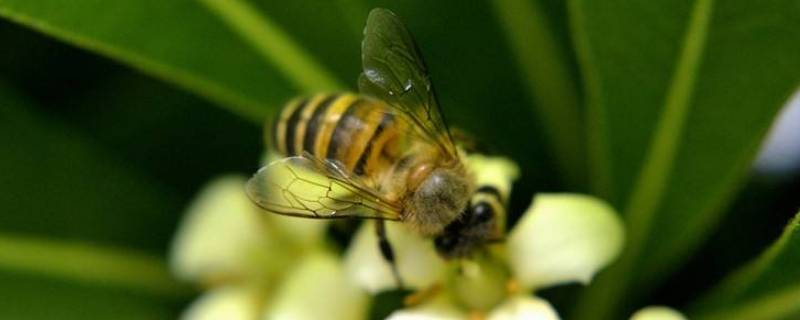 蜜蜂采桂花的花蜜吗（桂花能采蜜吗）