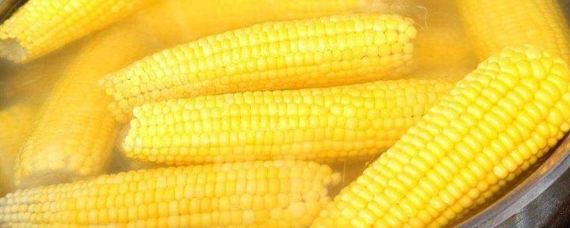 煮玉米要多久 用锅煮玉米要多久