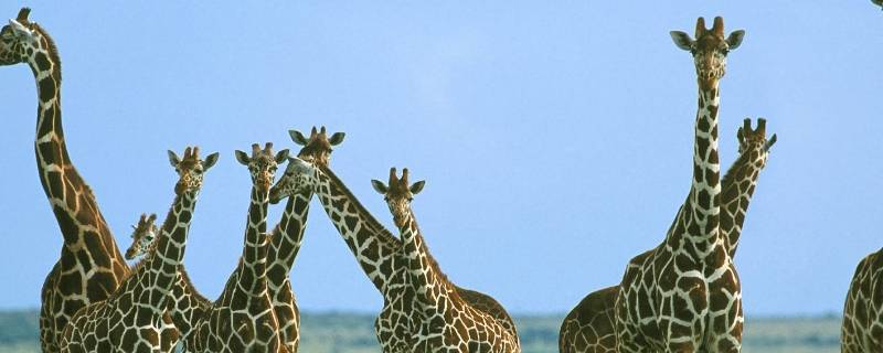 长颈鹿的脖子有多长（长颈鹿的脖子有多长?）