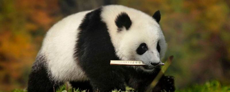 大熊猫寿命一般是多少岁 大熊猫的寿命多少岁