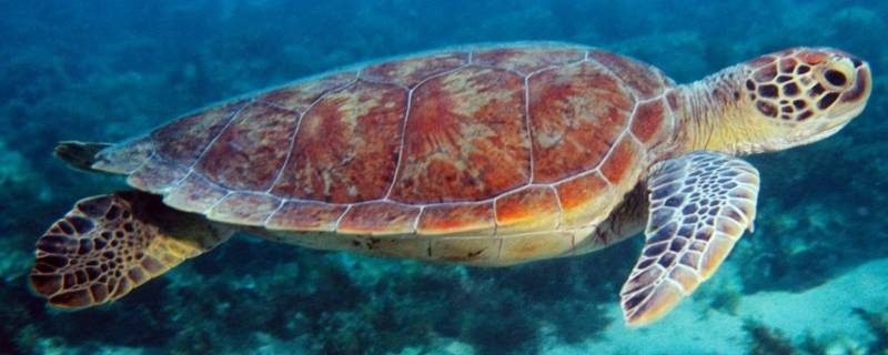 海龟是保护动物吗 皮背海龟是保护动物吗