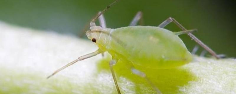 哪种蚜虫对人类很有益处 下面哪种蚜虫对人类很有益处