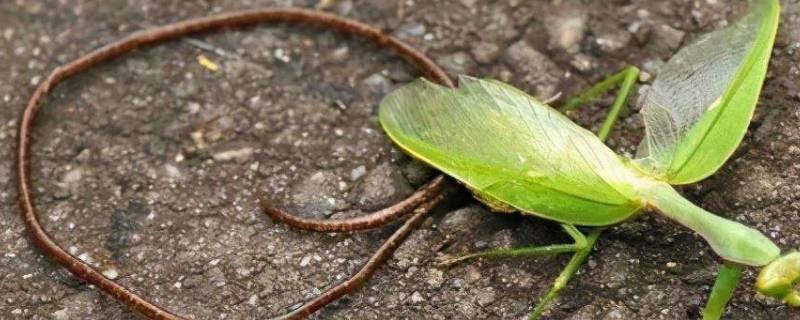 螳螂死后肚子里爬出的铁丝是啥 螳螂身体里的铁线虫爬出去之后螳螂会死么