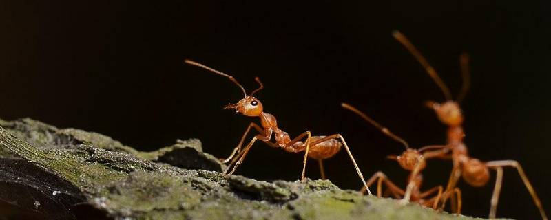 红蚂蚁怎么能除掉（怎么灭掉红蚂蚁）