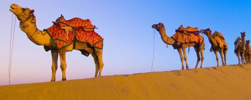 骆驼有多重（最大的骆驼有多重）