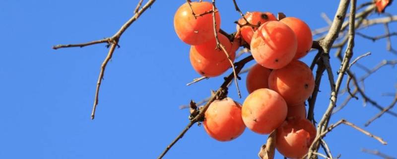 柿子的味道是什么样的(柿子的味道是什么味道)