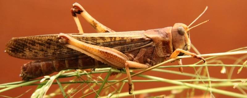 蝗虫是什么样子 蝗虫是什么样子虫子的种类