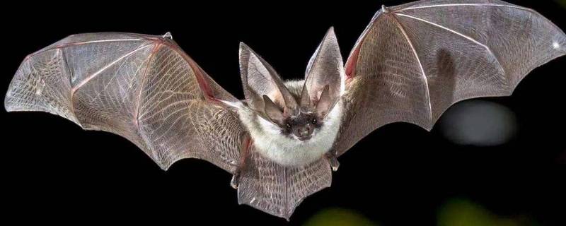 蝙蝠能在夜间飞行的秘密到底是什么（蝙蝠能在夜间飞行的秘密到底是什么剪短概括）