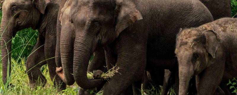 一般情况下亚洲象喜欢独居还是群居 亚洲象群中哪类会独居
