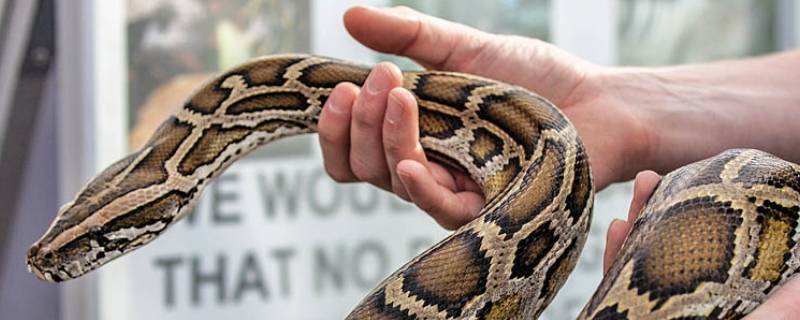 蛇是冷血动物吗(蛇是冷血动物吗它有体温吗)
