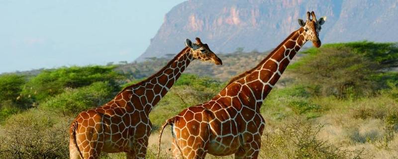 长颈鹿长什么样（长颈鹿长什么样子的二年级看图写话）