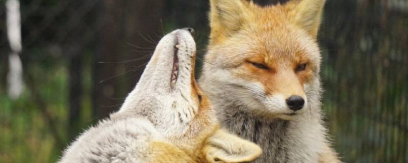 狐狸是什么科 狐狸是什么科类动物?