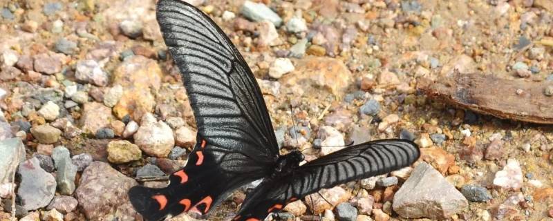 宽尾凤蝶是几级保护动物 宽尾凤蝶属于什么动物
