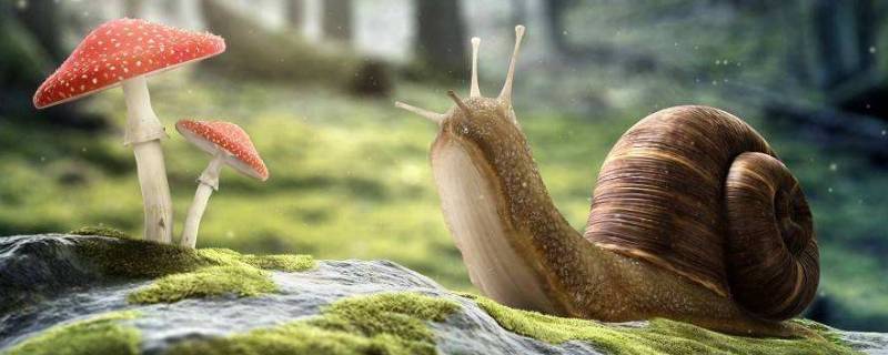 蜗牛能活多久 捡来的野生蜗牛能活多久