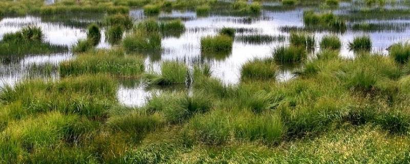 松潘草地在什么地方 松潘草地的概况