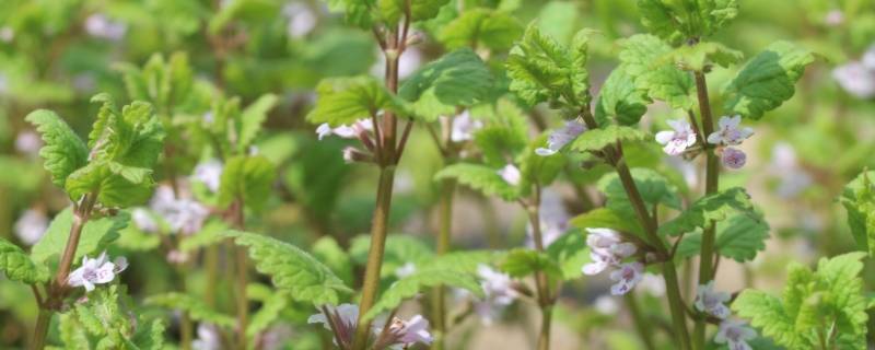 野草的雅称 野草古代的雅称