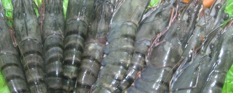 汪子虾是河虾还是海虾 汪子虾和海虾的区别