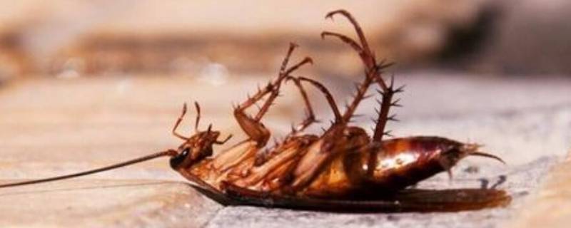 硼酸可以杀蟑螂吗 硼酸能杀蟑螂吗