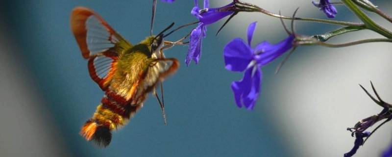 蜂鸟鹰蛾是国家二级保护动物吗 蜂鸟鹰蛾是什么类动物