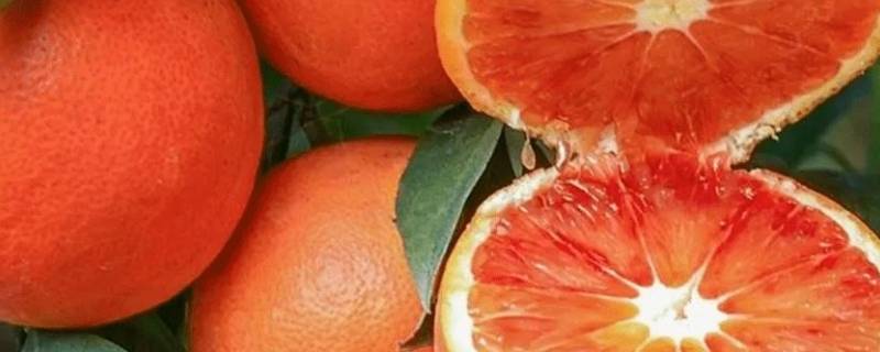 血橙是几月份的水果（中华红血橙是几月份的水果）