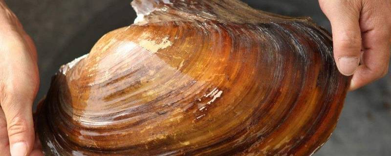 河蚌肉怎么做才能烂 怎样做河蚌肉才能易烂