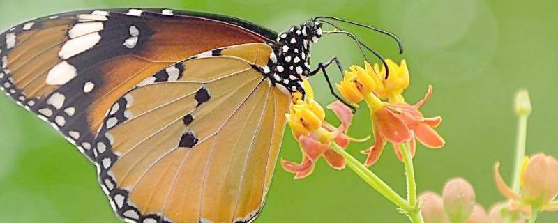 蝴蝶的演变过程 蝴蝶的演变过程怎么写