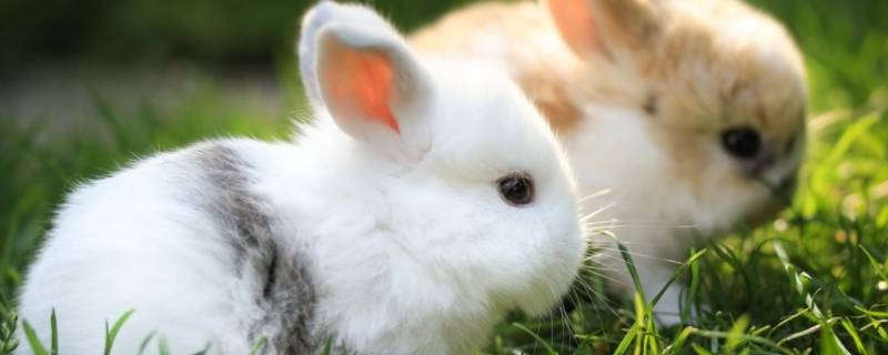 兔子的外形 兔子的外形和生活特征描写