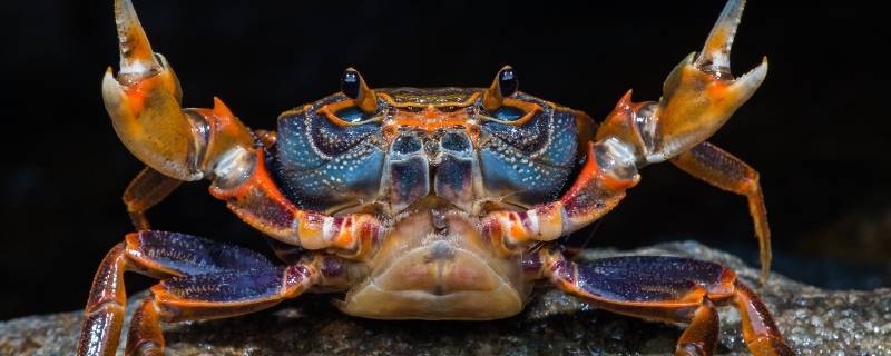 螃蟹的寿命（螃蟹的寿命最长能活多少年）