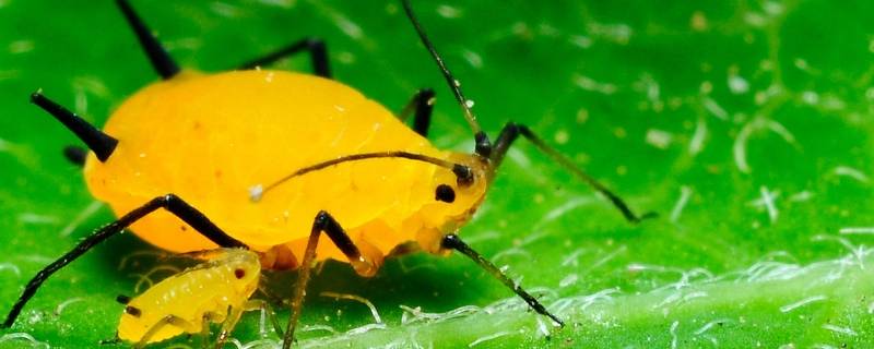 蚜虫真的是虫子吗（为什么说蚜虫是害虫?）