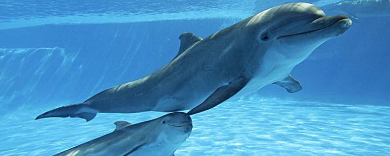 海豚为什么亲近人类 海豚跟人类的关系