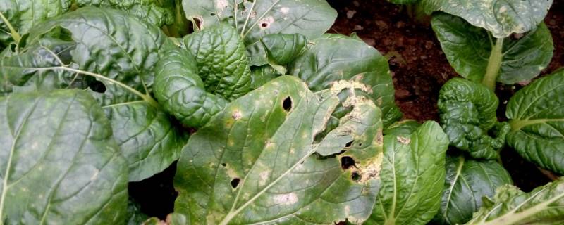 青菜有虫用什么方法可以杀虫 青菜有虫怎么治