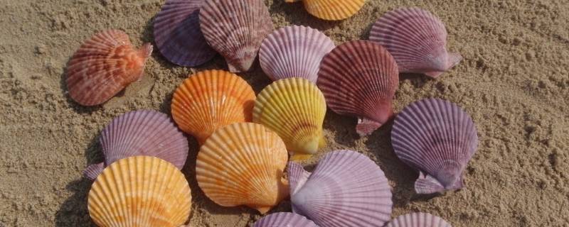 贝壳是生物吗 贝壳是海洋生物吗
