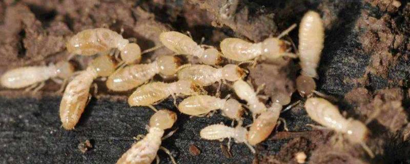 五种常见的白蚁 白蚁有几种