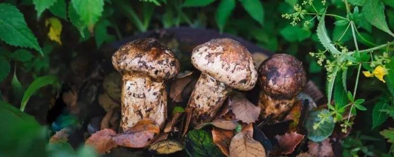 松茸和蘑菇有什么区别 松茸和蘑菇一样吗