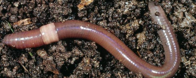 蚯蚓生活在什么的土壤中 蚯蚓一般生活在什么的土壤中?