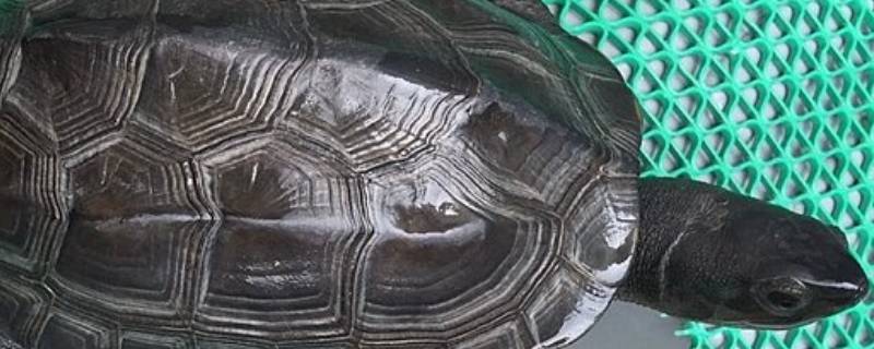 乌龟为什么叫乌龟 乌龟为啥叫乌龟