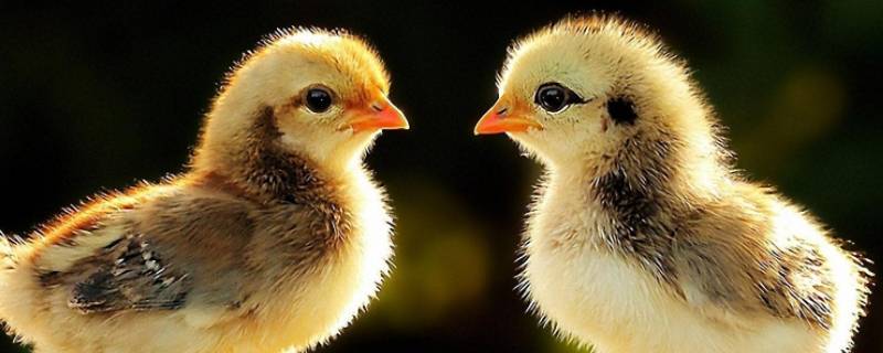 小鸡用什么辨别气味 小鸡是用什么器官辨味的