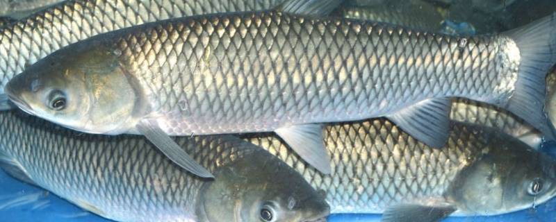 草鱼怎么切鱼片（草鱼片怎样切）