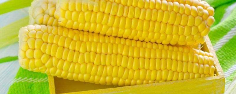 带轴的玉米每立方出多少斤粒 一斤带轴玉米出粒多少