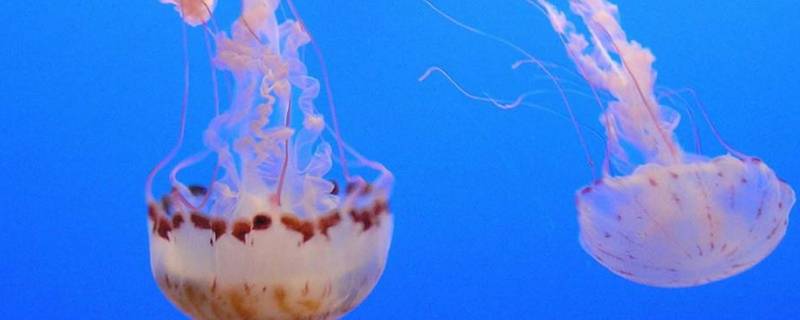 比恐龙还早的生物 比恐龙还早的生物图片