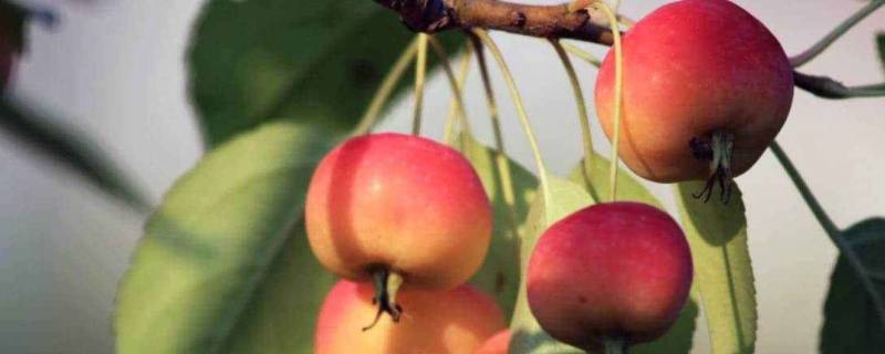 像苹果一样的红色水果叫什么 像苹果一样的红色水果叫什么莲