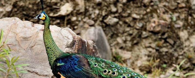 绿孔雀是几级保护动物 绿孔雀属于国家几级重点保护野生动物