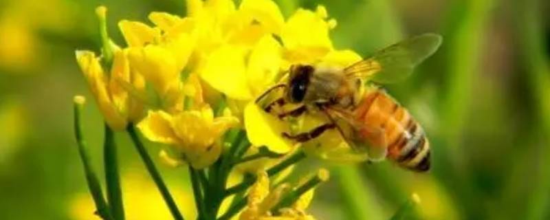 蜜蜂采蜜干嘛用的 蜜蜂采蜜有什么用