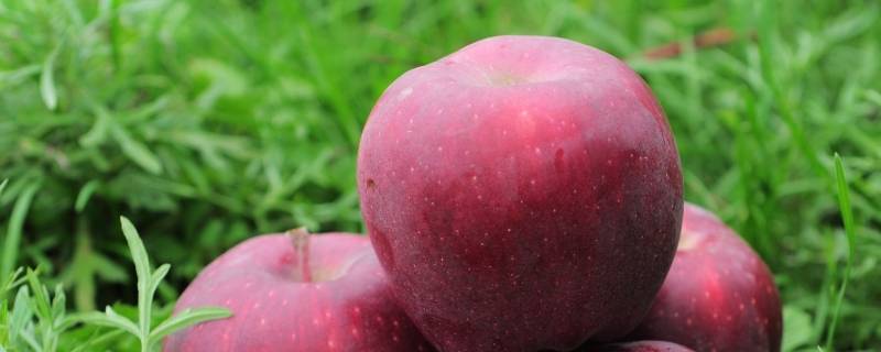 花红果和苹果的区别 花红和苹果的营养价值的区别