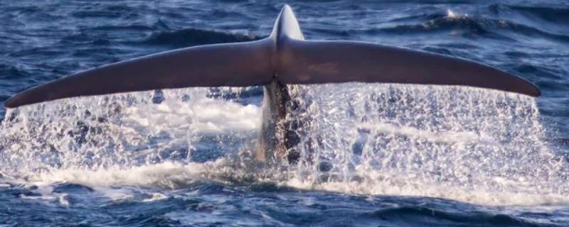 鲸鲨和蓝鲸谁大 鲸鲨和蓝鲸谁更大
