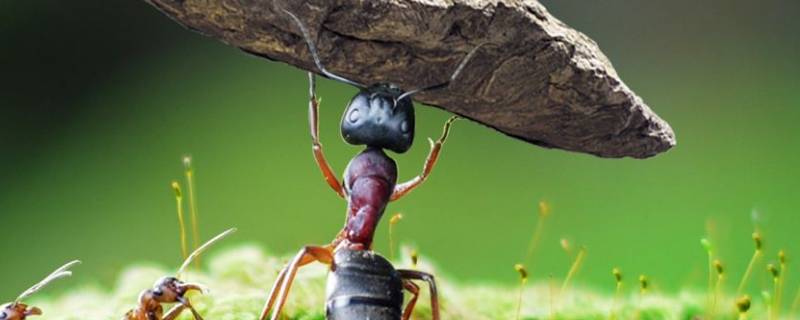 蚂蚁是怎么搬运食物的 蚂蚁是怎么搬运食物的作文