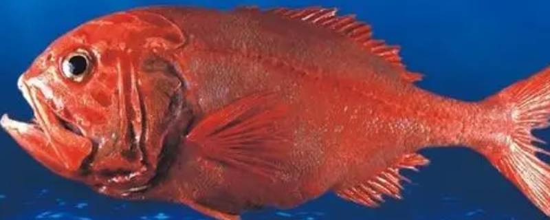 红色海鱼叫什么名字（常吃的红色海鱼图片和名称）
