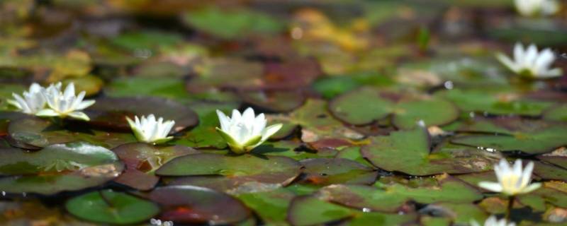 莼菜是什么菜（莼菜是什么菜读音是醇吗）